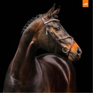 Build-Your-Own Bridle