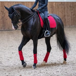 LeMieux-Polo-Bandages-Chilli-Red-Pony-Full-Large-Lifestyle-Image