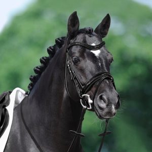 Passier-Apollo-Lifestyle-Image