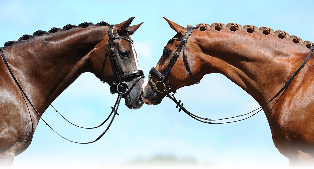 Passier Slider Image-Lifestyle-Bridles