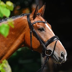 Passier-Atlas-Snaffle-Bridle-Lifestyle-1