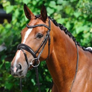 Passier-Atlas-Snaffle-Bridle-Lifestyle-2