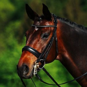 Passier-Hubertus-Schmidt-Double-Bridle-Lifestyle