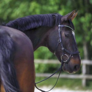Sprenger Dynamic RS Loose Ring Snaffle 14mm - Sensogan-3