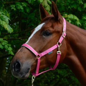 Nylon Headcollar's