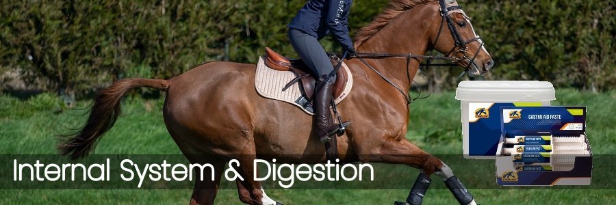 Internal System & Digestion