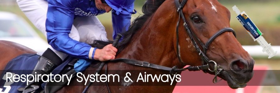 Respiratory System & Airways