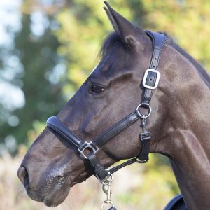 Leather Headcollar's