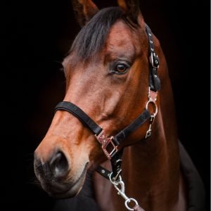 Fager-Smart-Nylon-Halter-Black-4