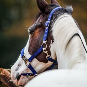 Fager-Smart-Nylon-Halter-Blue-2
