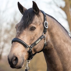 LeMieux-Capella-Headcollar-Black-2