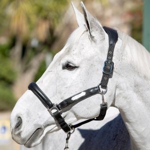LeMieux-Capella-Headcollar-Black-3
