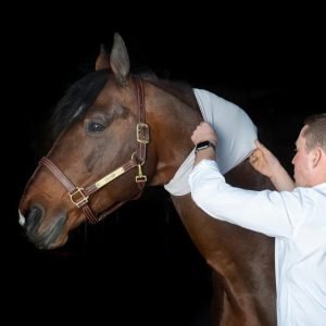 Incrediwear-Equine-Circulation-Neck-Sleeve-Image-2 copy