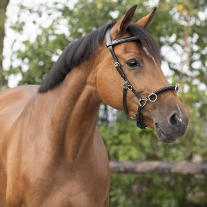 QHP-Leather-Lunge-Cavesson-Black-1