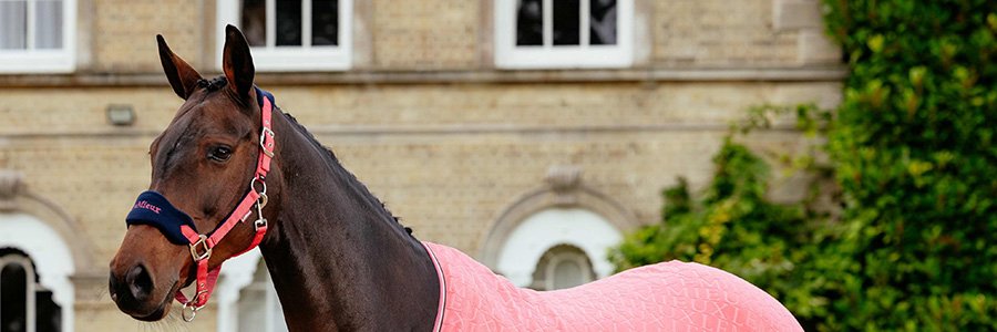 LeMieux Nylon Headcollars