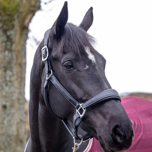 LeMieux-Stitched-Leather-Headcollar-Black-2