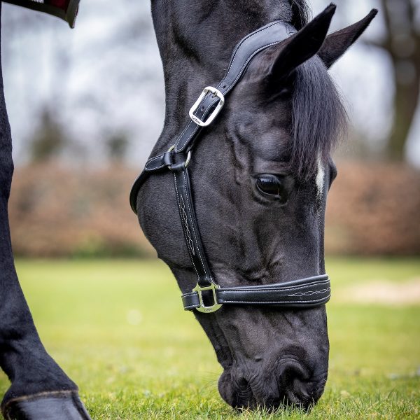LeMieux-Stitched-Leather-Headcollar-Black-3