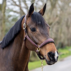 LeMieux-Stitched-Leather-Headcollar-Brown-2