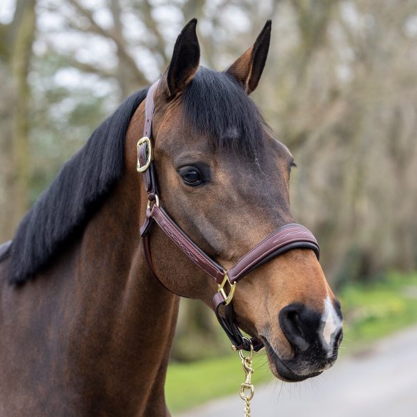 LeMieux-Stitched-Leather-Headcollar-Brown-2