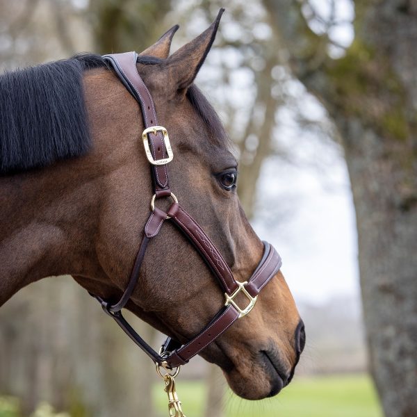 LeMieux-Stitched-Leather-Headcollar-Brown-3