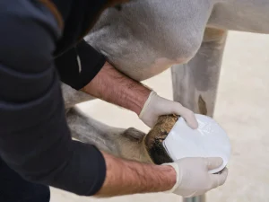 NAF-Naturalintx-Hoof-Poultice-Pack-2